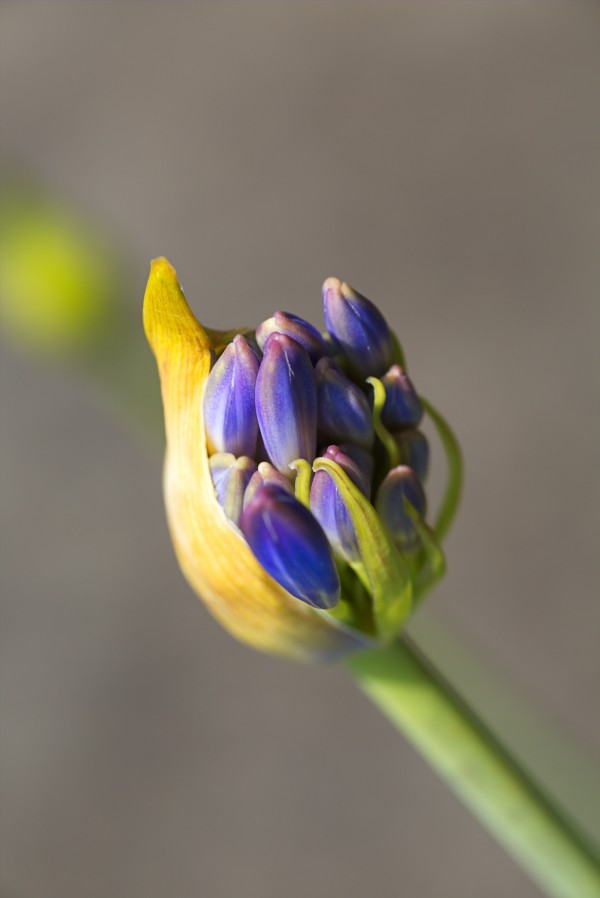Agapanthus Bud Floating On A Cloud by Joy Watson